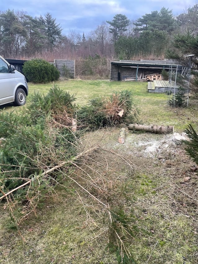 Billede af beskæreret træ Billede af beskæreret træ