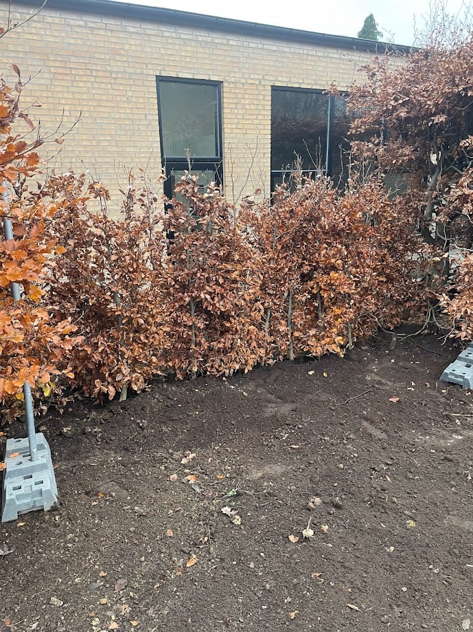 Billede af plantet hæk, beplantning Billede af plantet hæk, beplantning