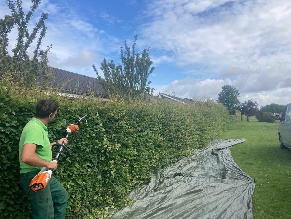 Billede af hækklipning med hækklipperen Billede af hækklipning med hækklipperen